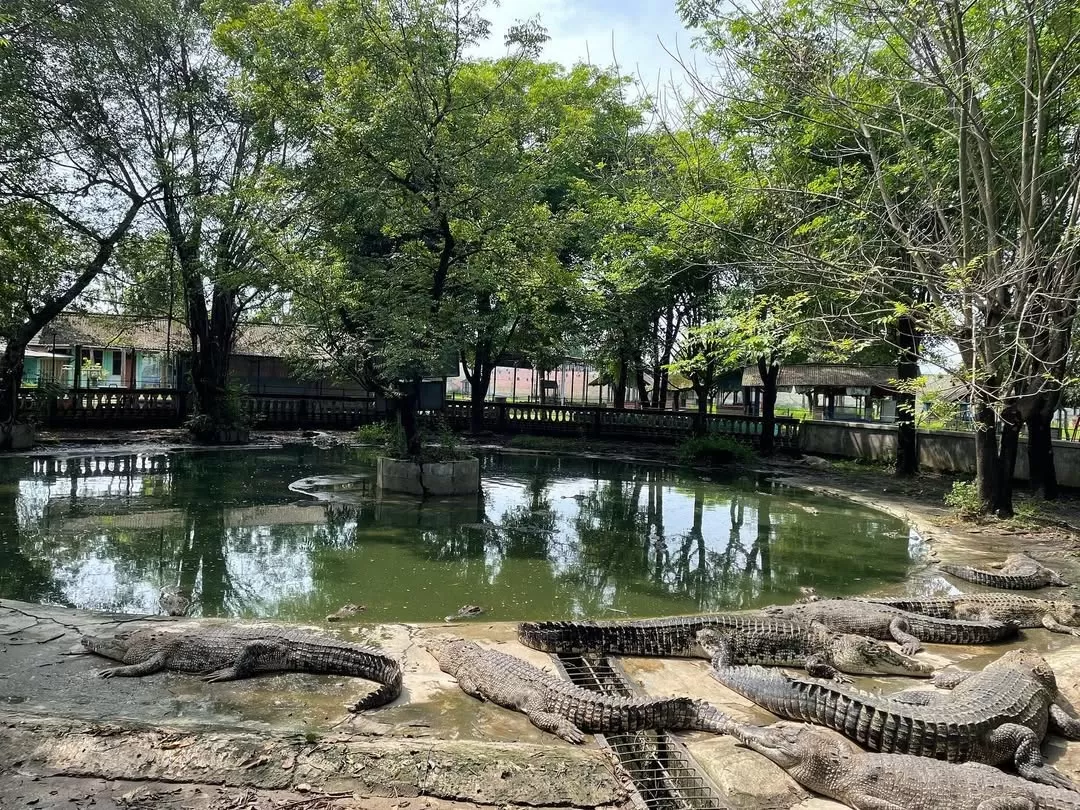 Taman Buaya Indonesia Jaya Bekasi: Crocodile Park
