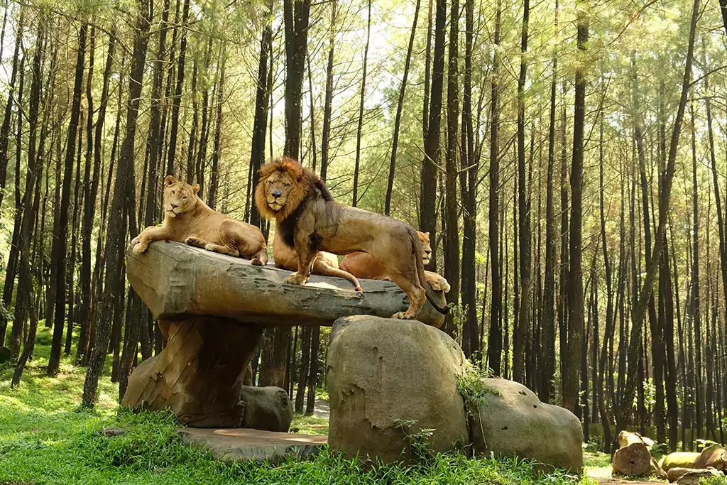 Petualangan Seru di Taman Safari Indonesia Bogor
